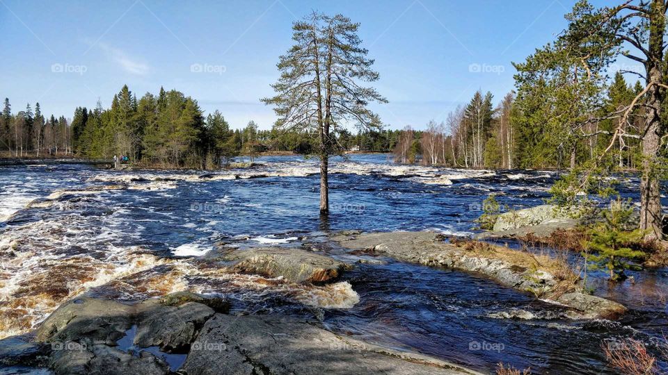 River running free from ice in the spring in Finland. Kiiminkijoki, Koitelinkoski, Oulu, Finland