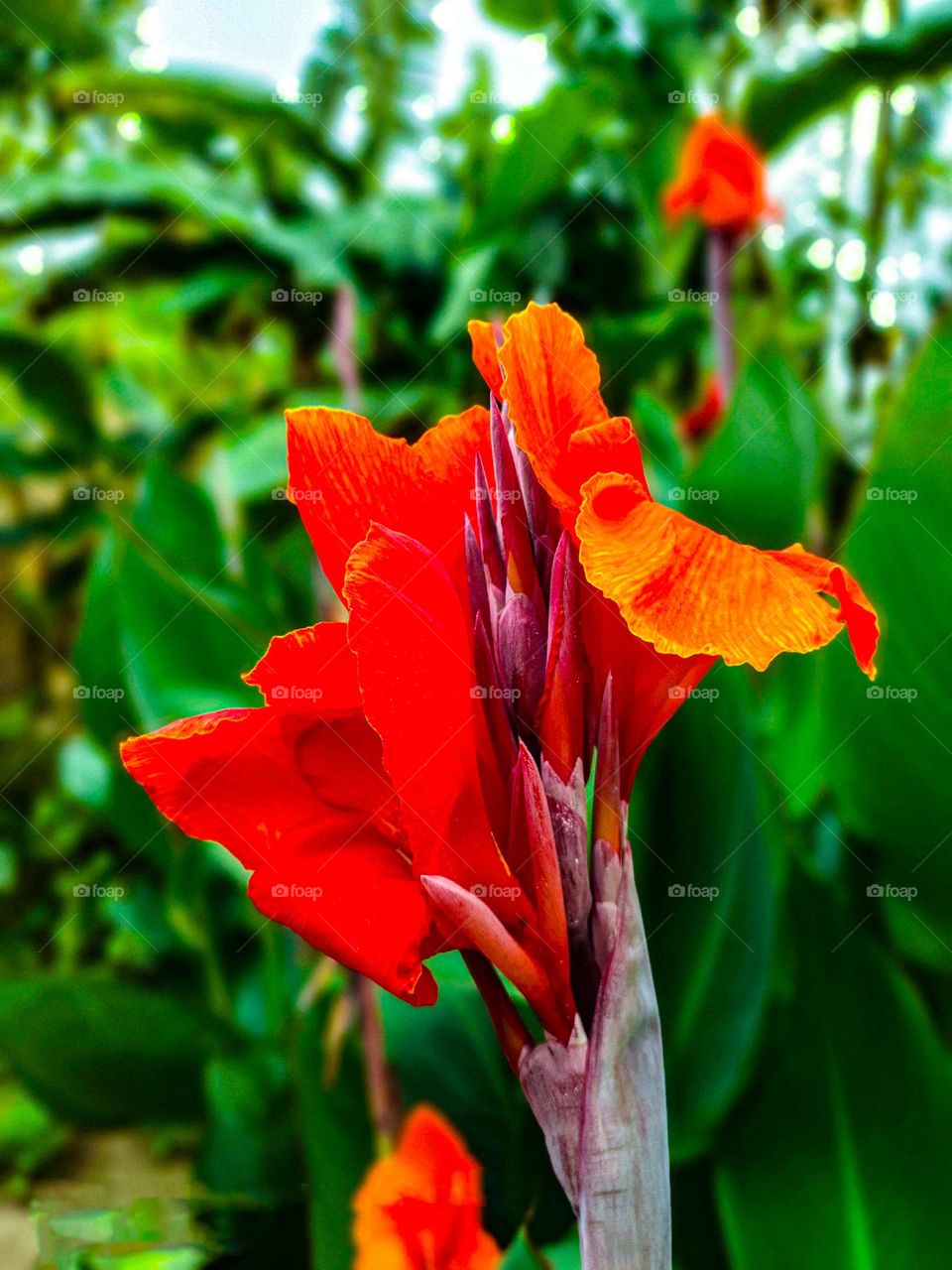 Esta flor de Canna Indica se ve muy hermosa.  Esta flor está fotografiada en la casa contigua a la nuestra.