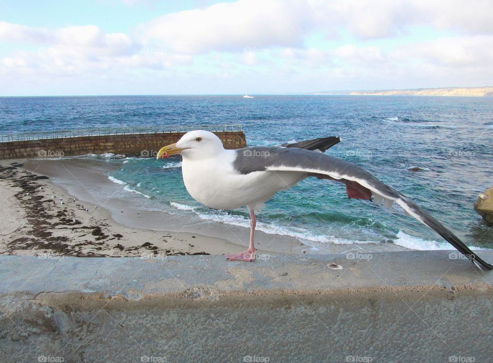 Flexible Seagull Yoga Extended wing to foot pose workout
