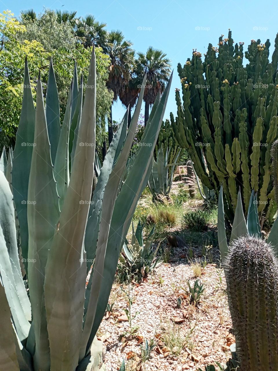 Cactus