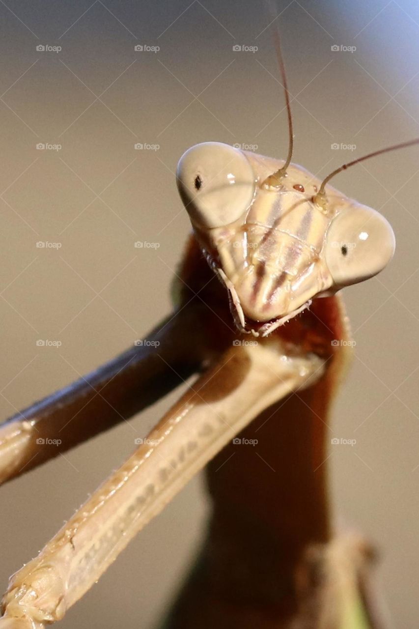 Praying mantis closeup 