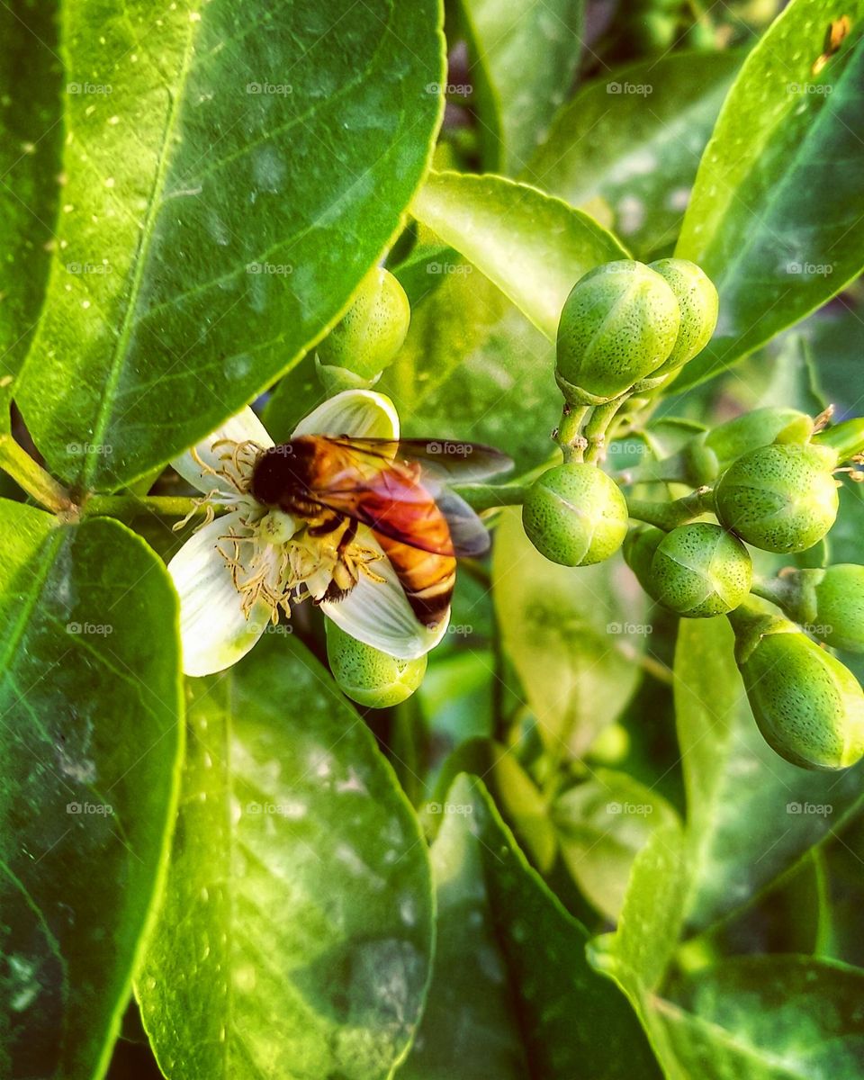 mobile series:plants