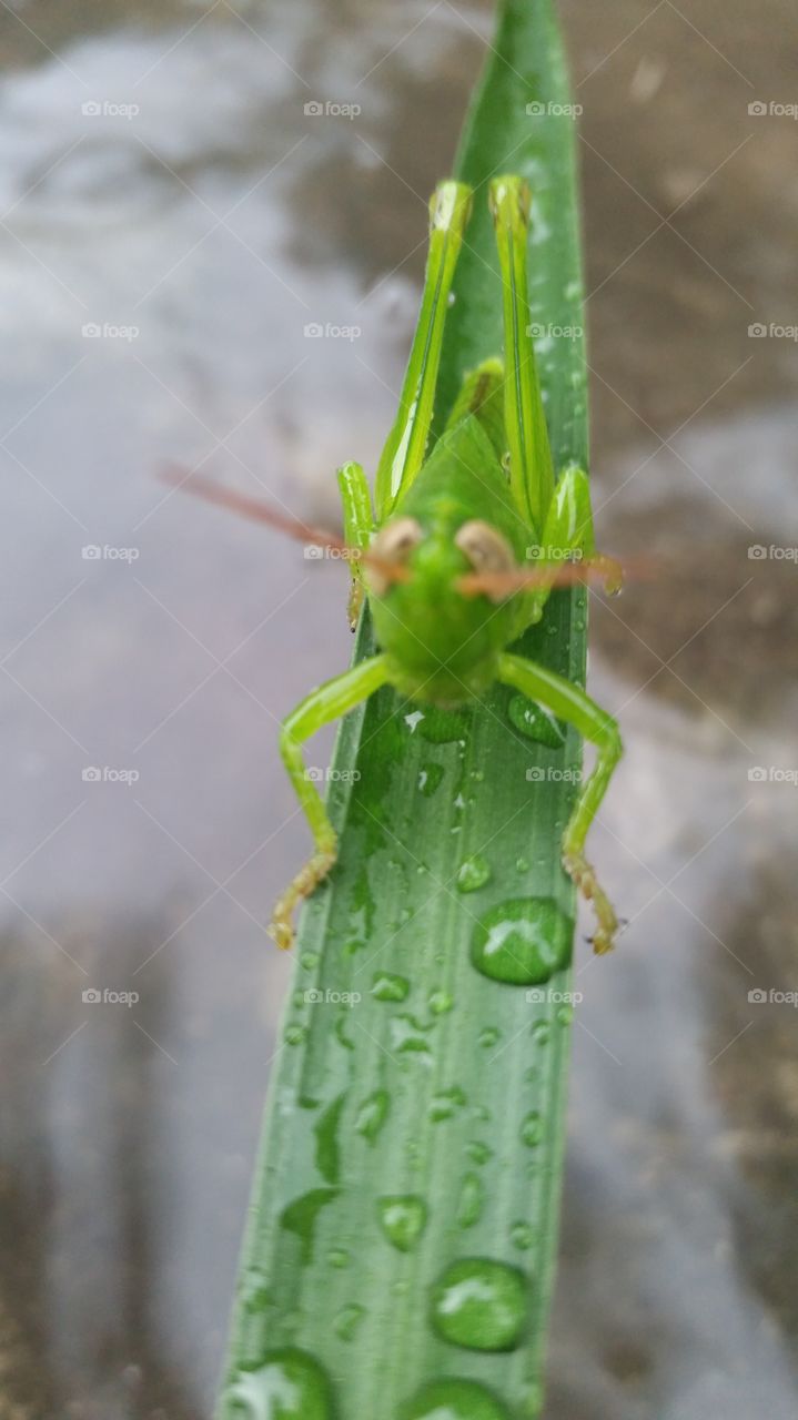 color green