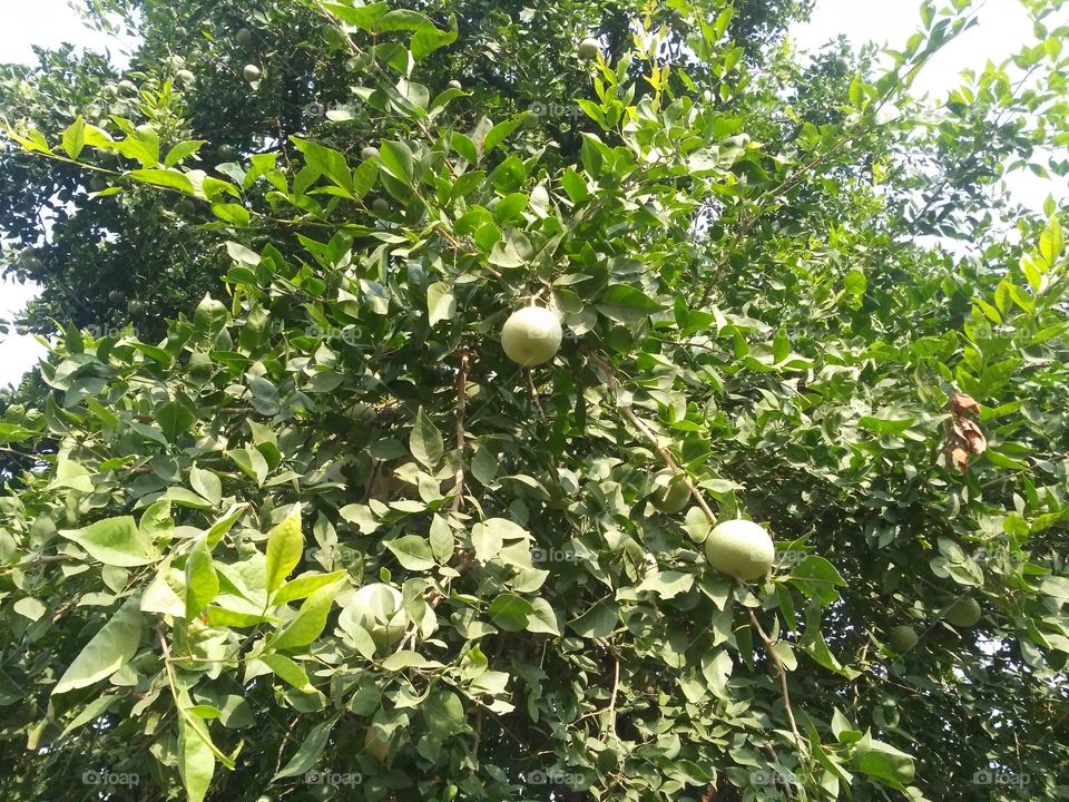 The fruit of a type of bell that is very good in eating.