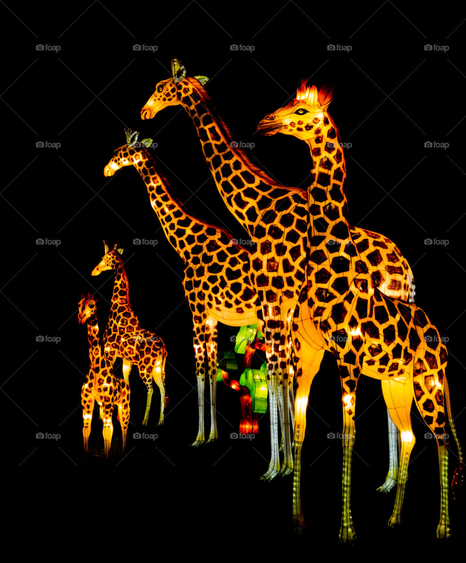Light up giraffes at a Chinese light festival in Milwaukee Wisconsin