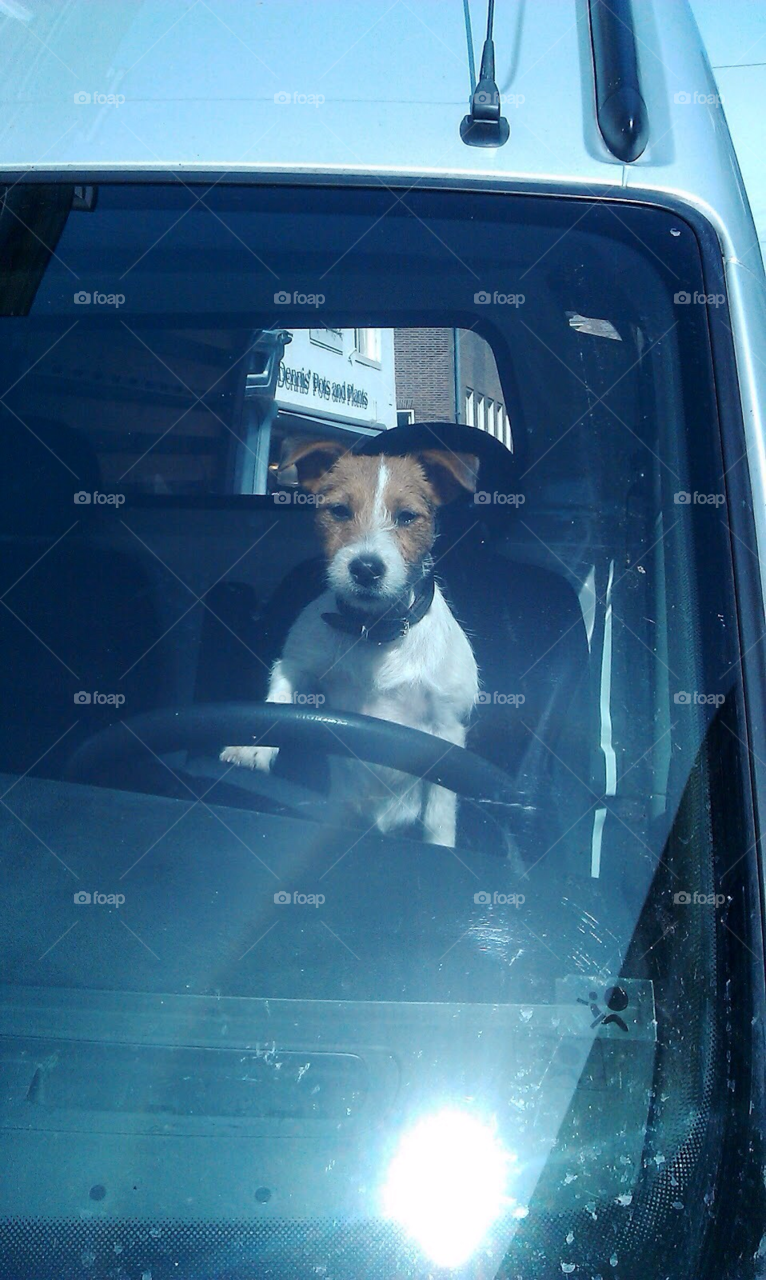 Dog on the drivers seat. Jack Russell looks like he is driving the truck