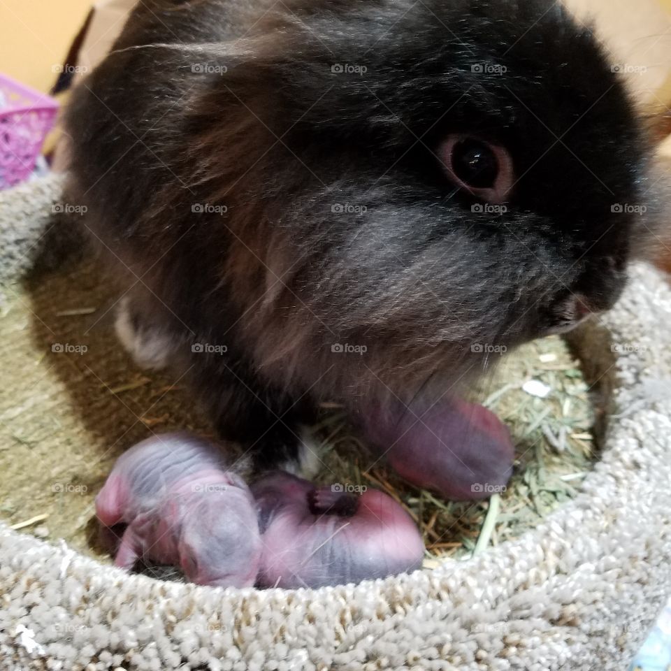momma bunny with her newborns