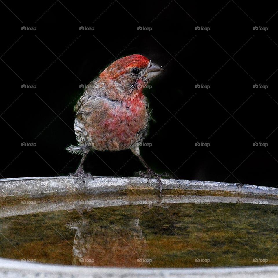 House finch