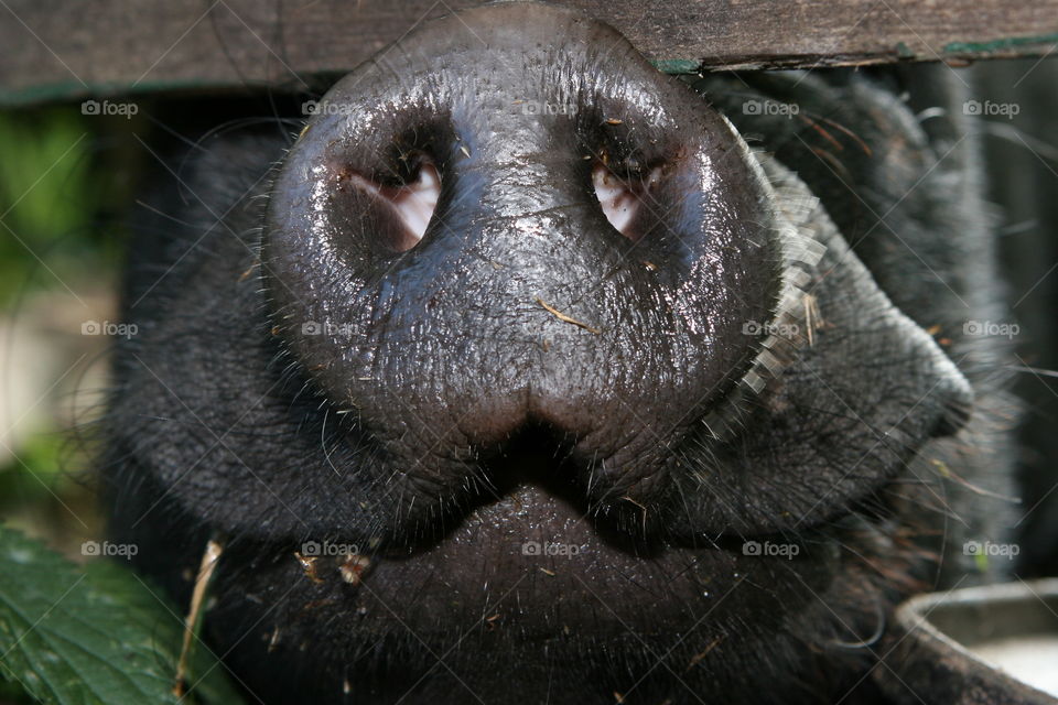 Mammal, Animal, Portrait, Wildlife, Zoo