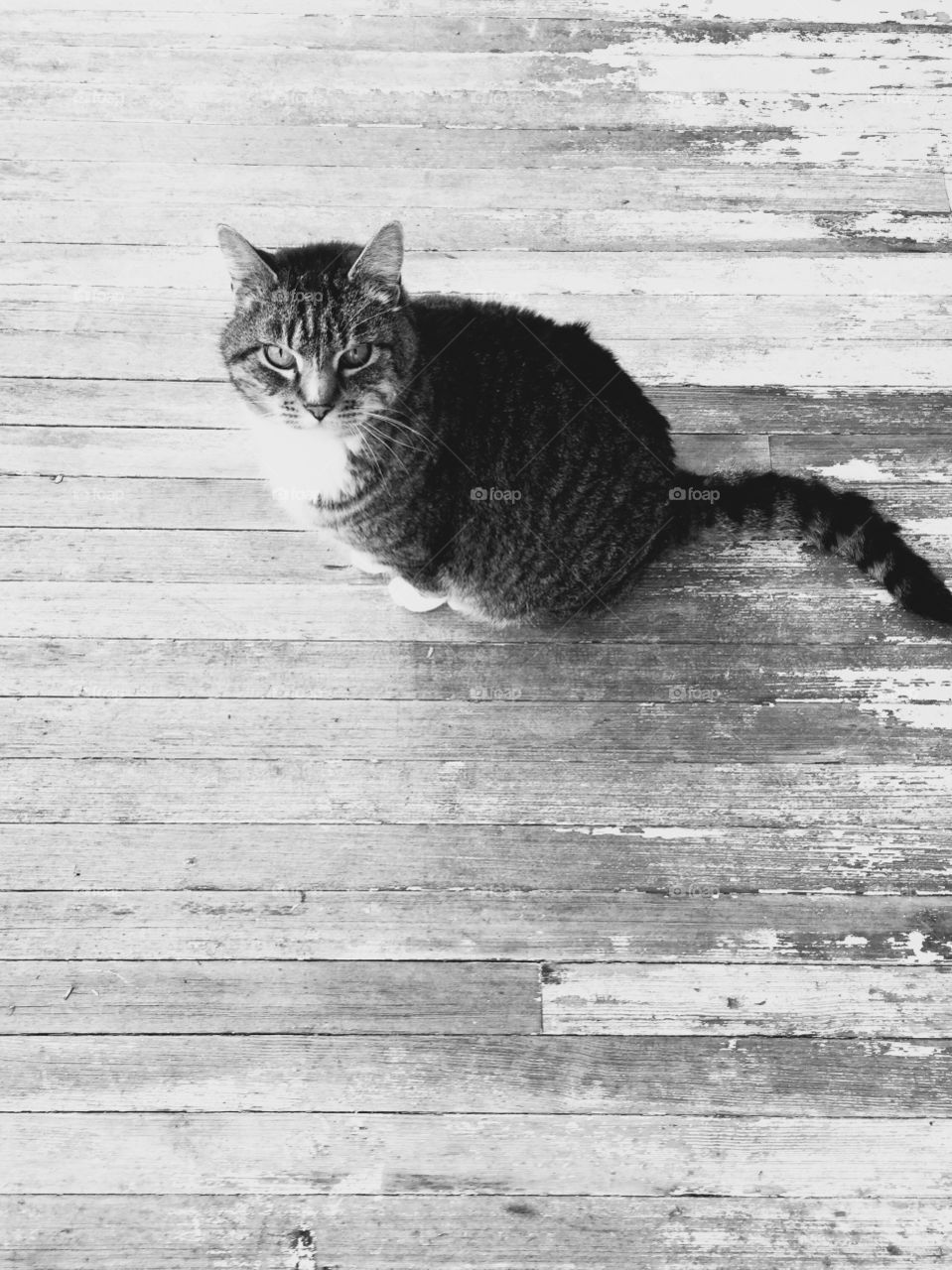 Minimalistic Snaps - cat sitting on a porch