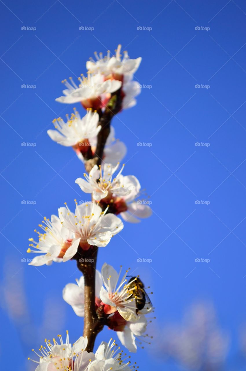 spring flowers against the sky