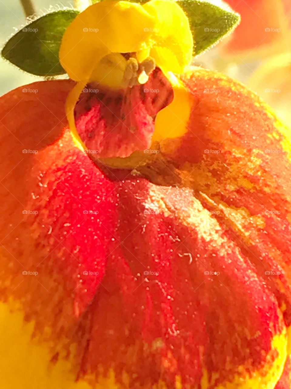 Close-up of orange and yellow puff flower