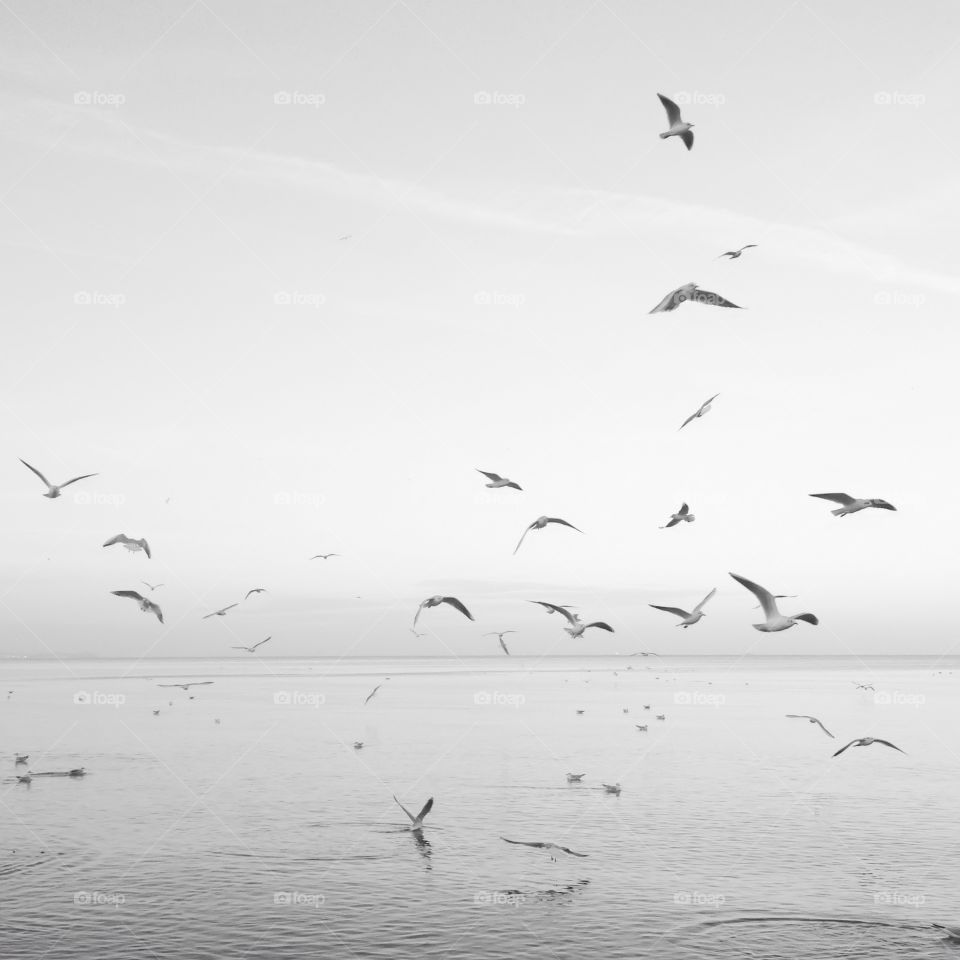 Close-up of birds flying over sea