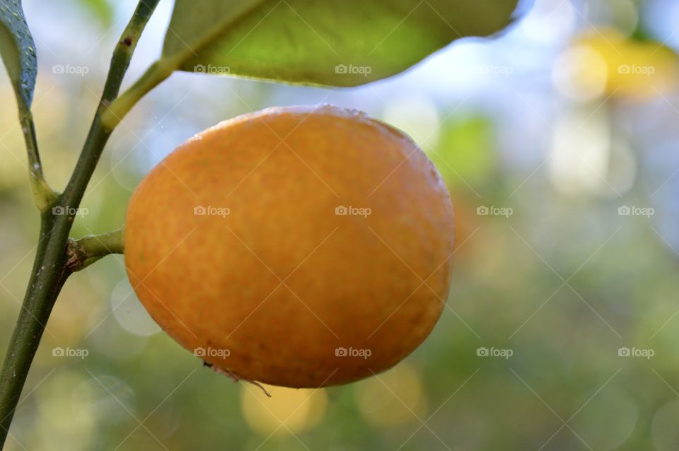 Kumquat citrus fruit tree