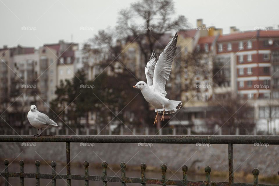 Seagull in the city.  Wroclaw, Poland