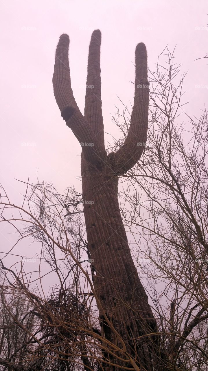 Scary saguaro cactus in the desert.