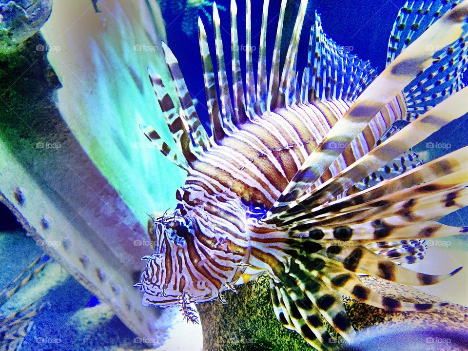 Pterois (lionfish)