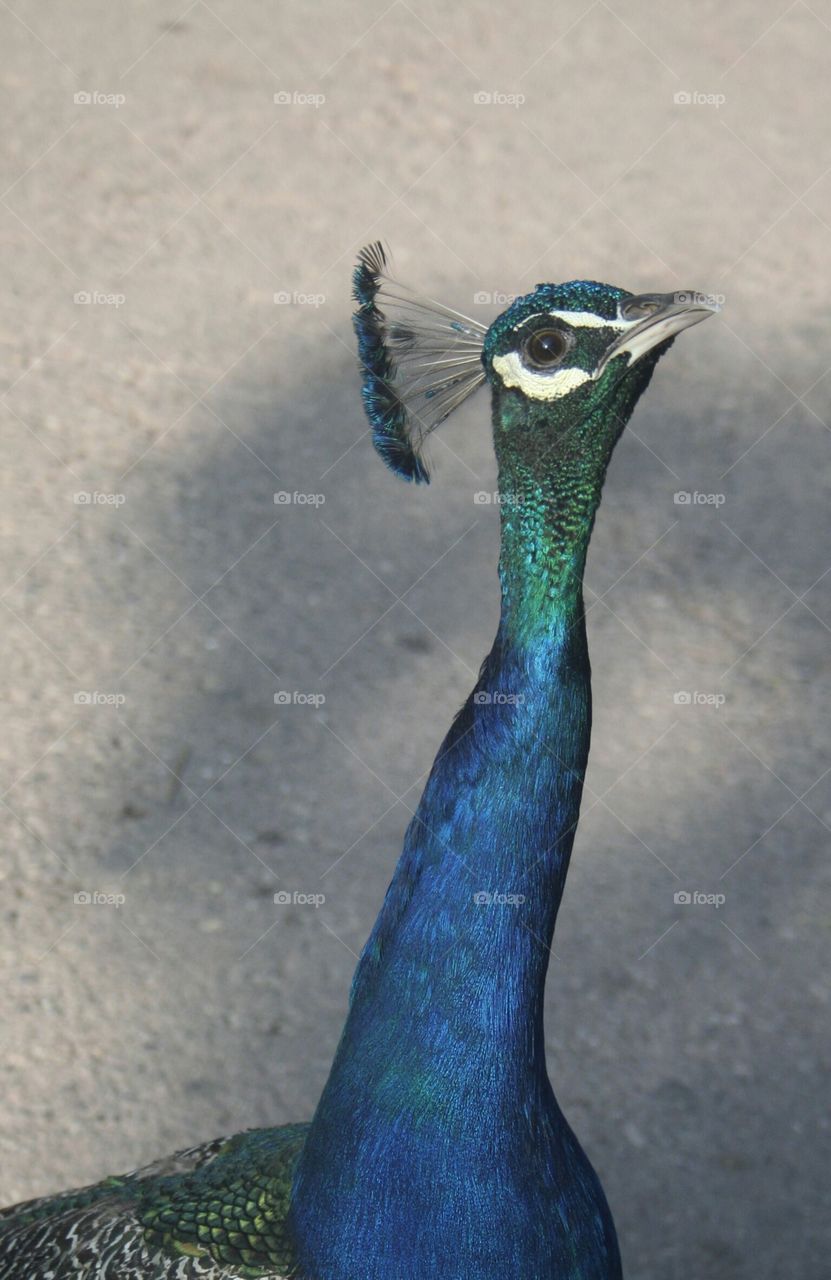 portrait of male peacock