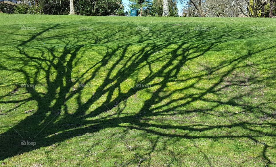 Right place, right time to capture this full tree shadow.