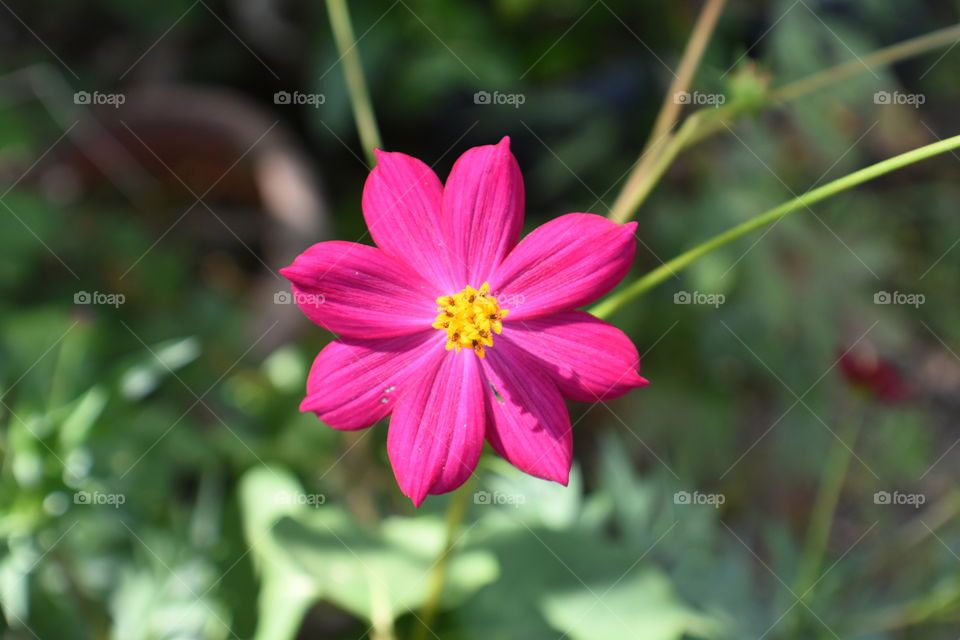 Pink petals flower