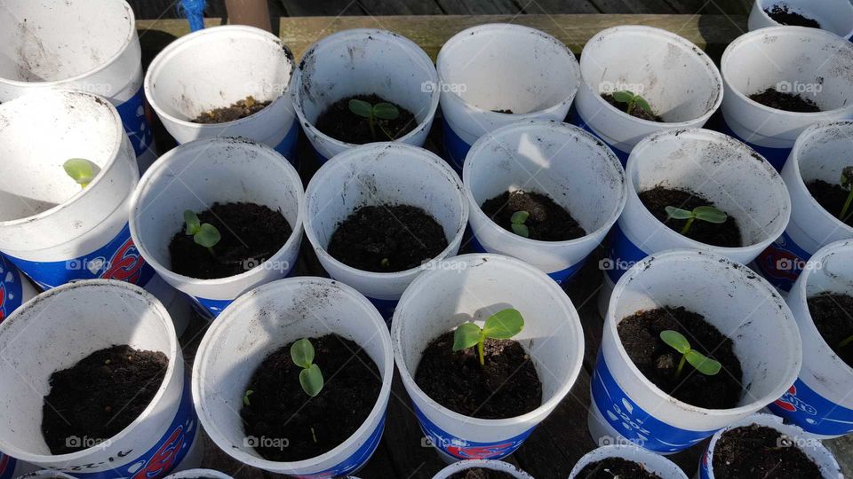 Soil, No Person, Leaf, Container, Environment