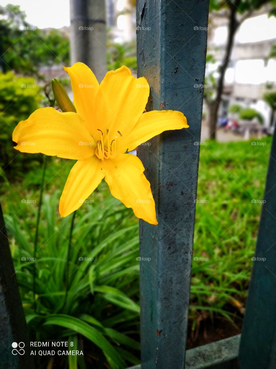 A flor no jardim invadindo a grade dando a beleza pra calçada , a cor vibrante mostra detalhes nas pétalas