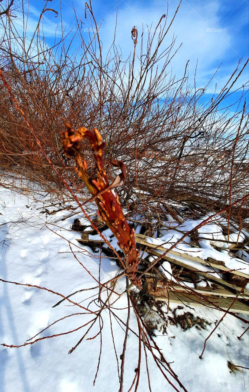 colour in winter garden - sunlit tape-like shoot of Sakhalin willow