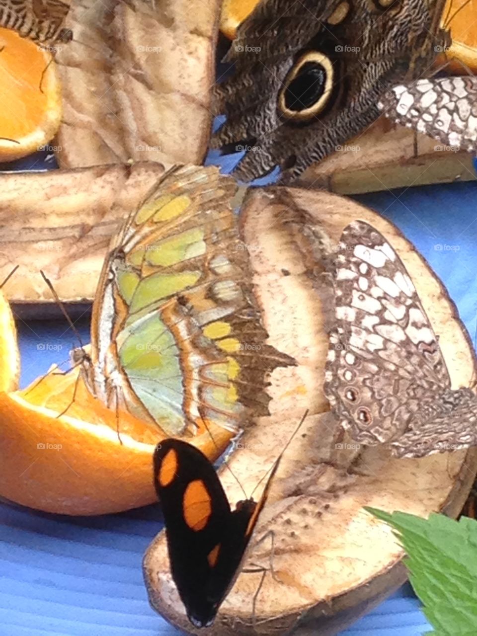 No Person, Invertebrate, Wildlife, One, Nature