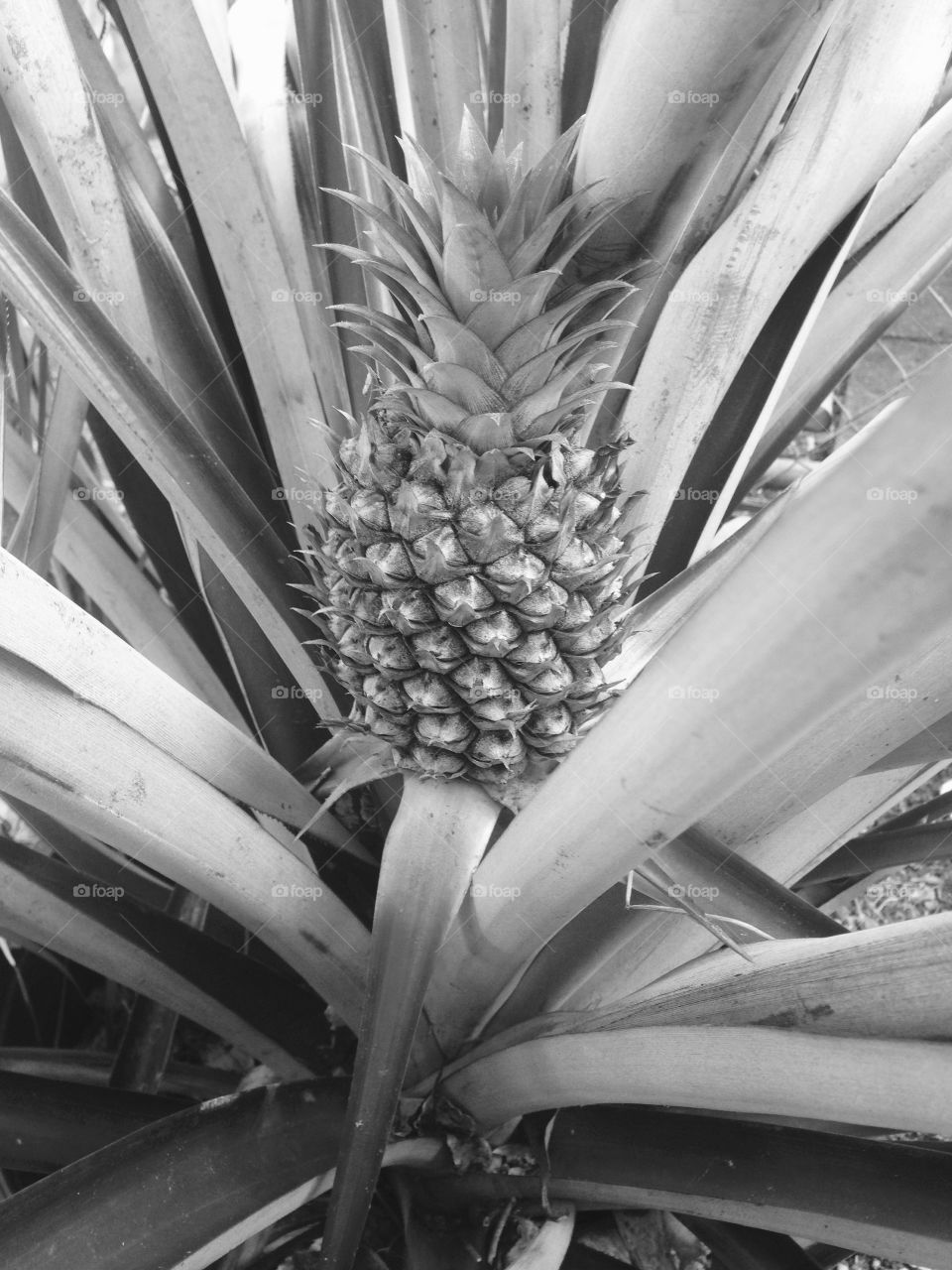 Black-and-white pineapple