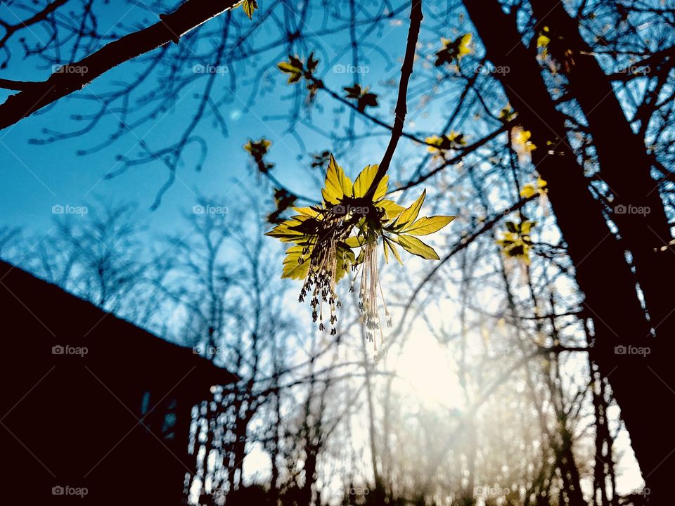 Gorgeous green leaves budding with silhouette tree branches against beautiful blue sky! 