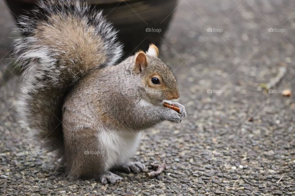 Squirrel eating a nut 