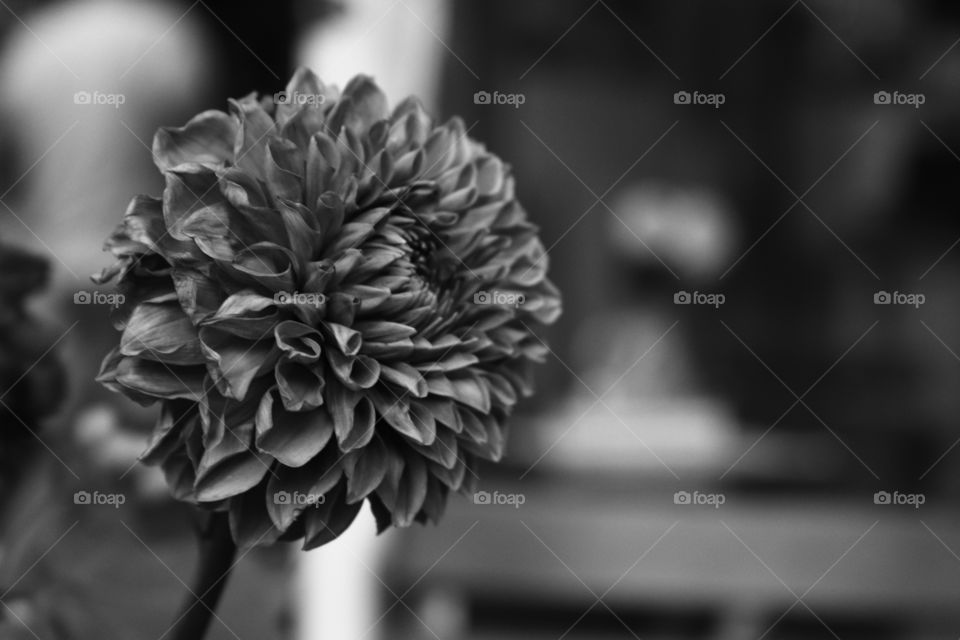 flower art monochrom