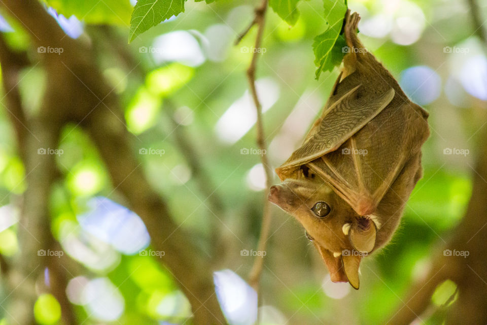 bat in a tree