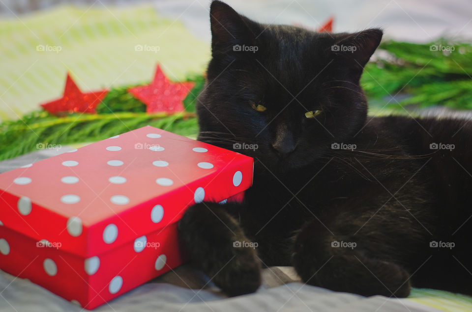 Background of the black cat with green eyes sitting and relaxing near Christmas decorations and pine branches at home. Christmas card. Winter card.