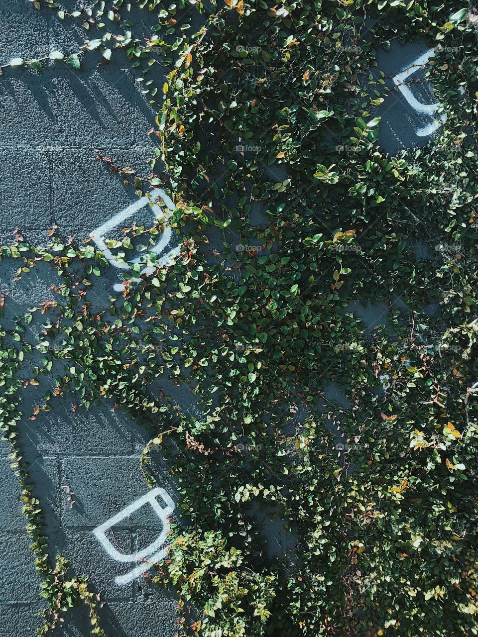 Coffee mugs printed on the side of a building covered in ivy in Orange County.