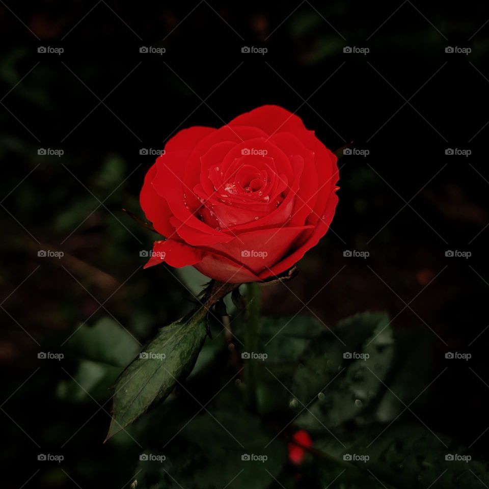 red rose