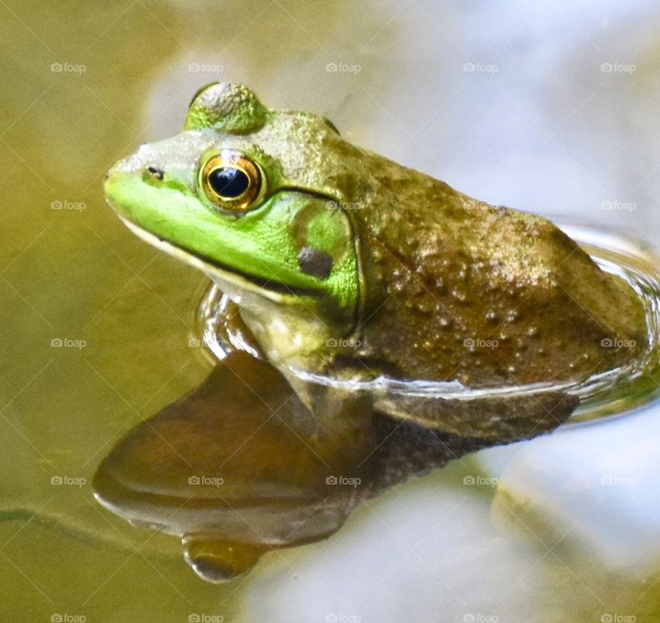 Green frog with its reflection in the water