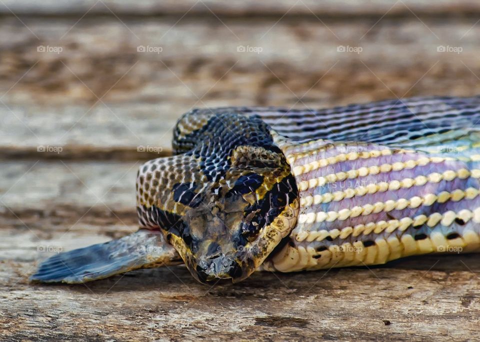 snakes are preying on fish