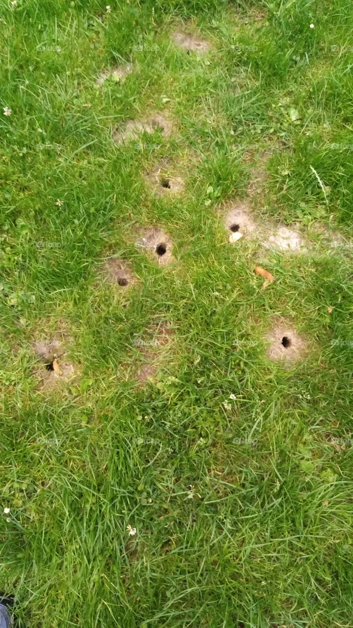 Maulwürfe