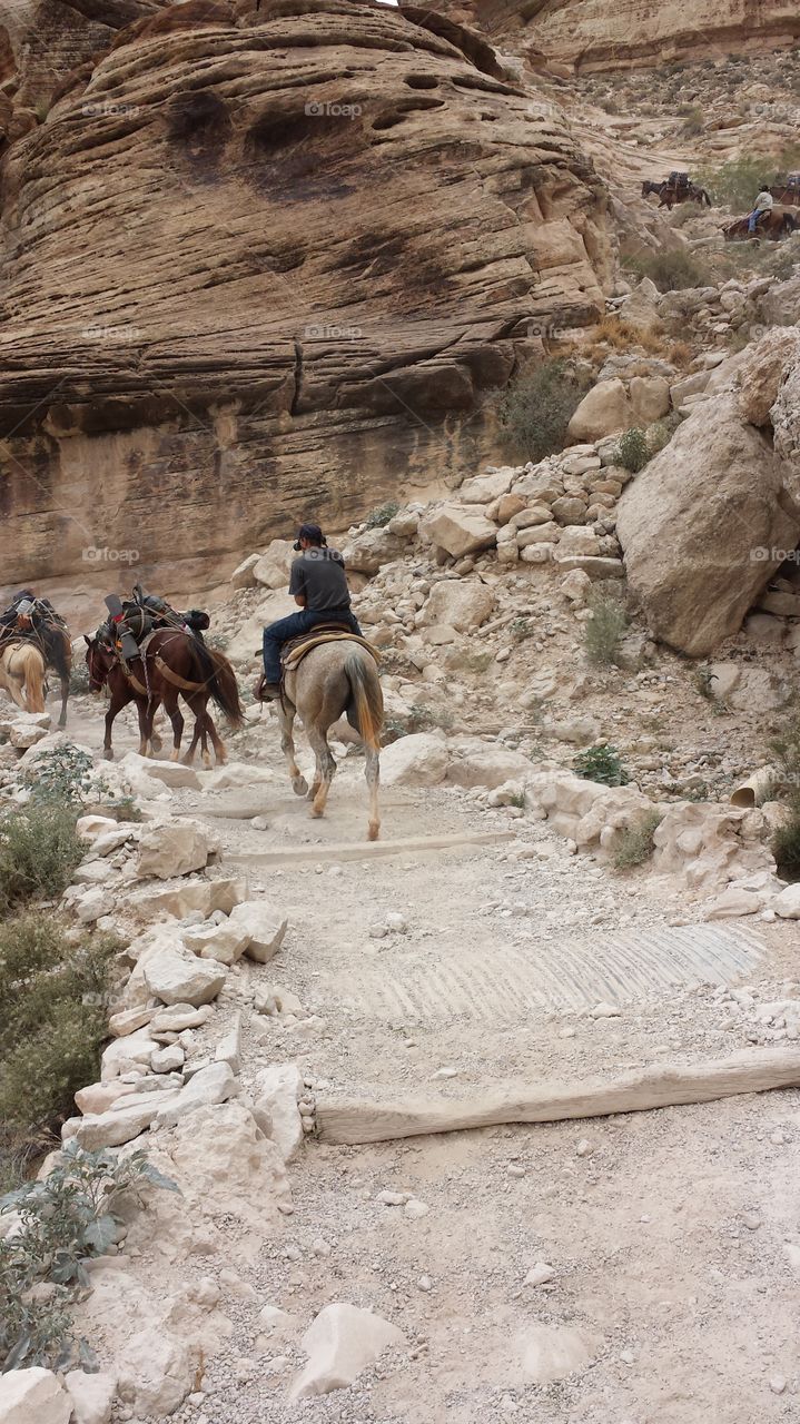 Mules carry supplies and the horses carry us through the Grand Canyon