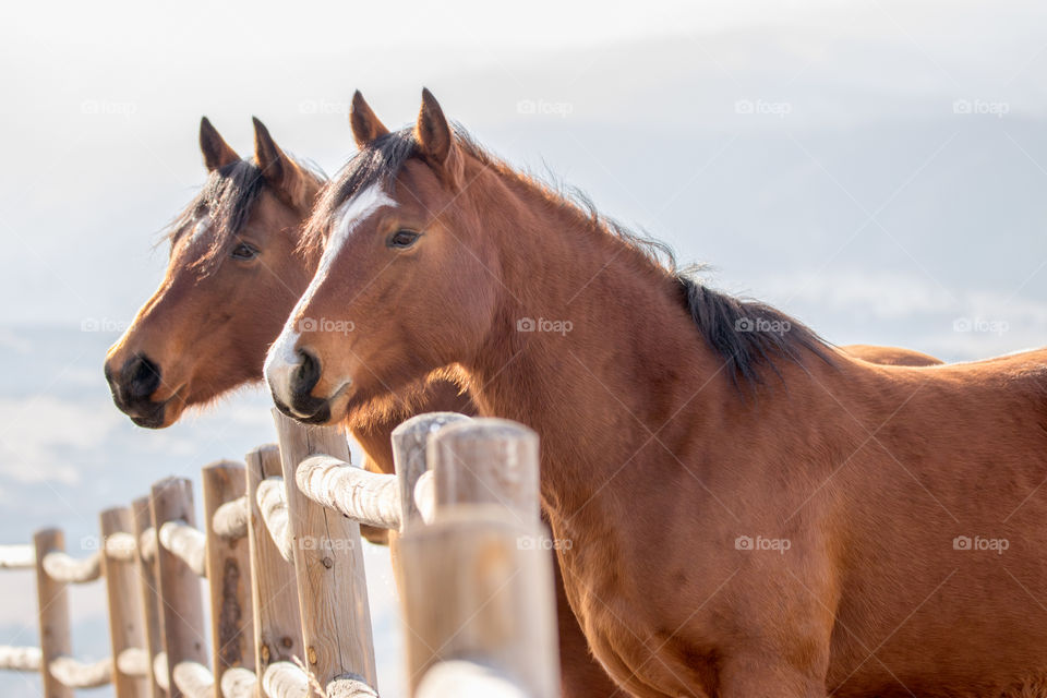 Horses standing near fence