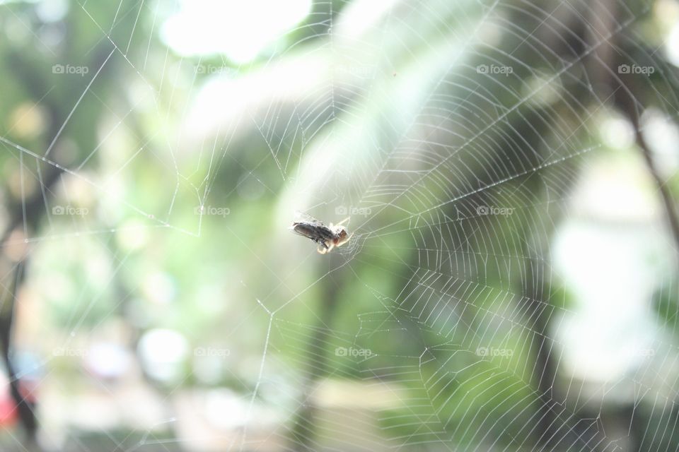 spiderweb
