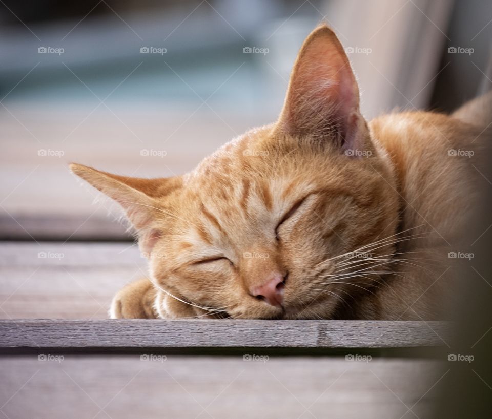 Cute cat is napping on bench