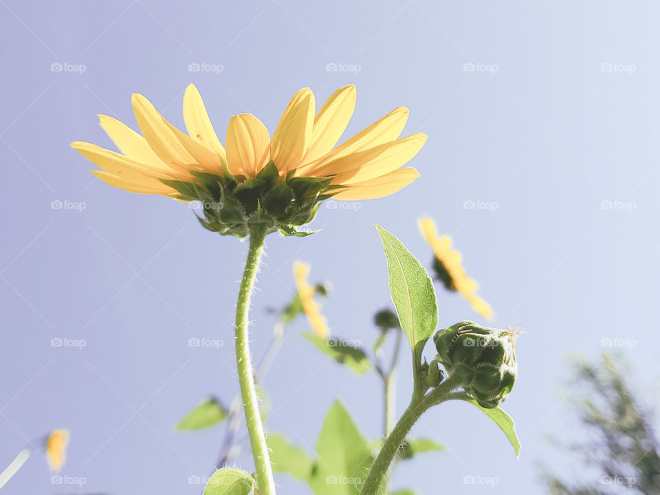 Yellow flower on light purple gray background ( pastel colors)