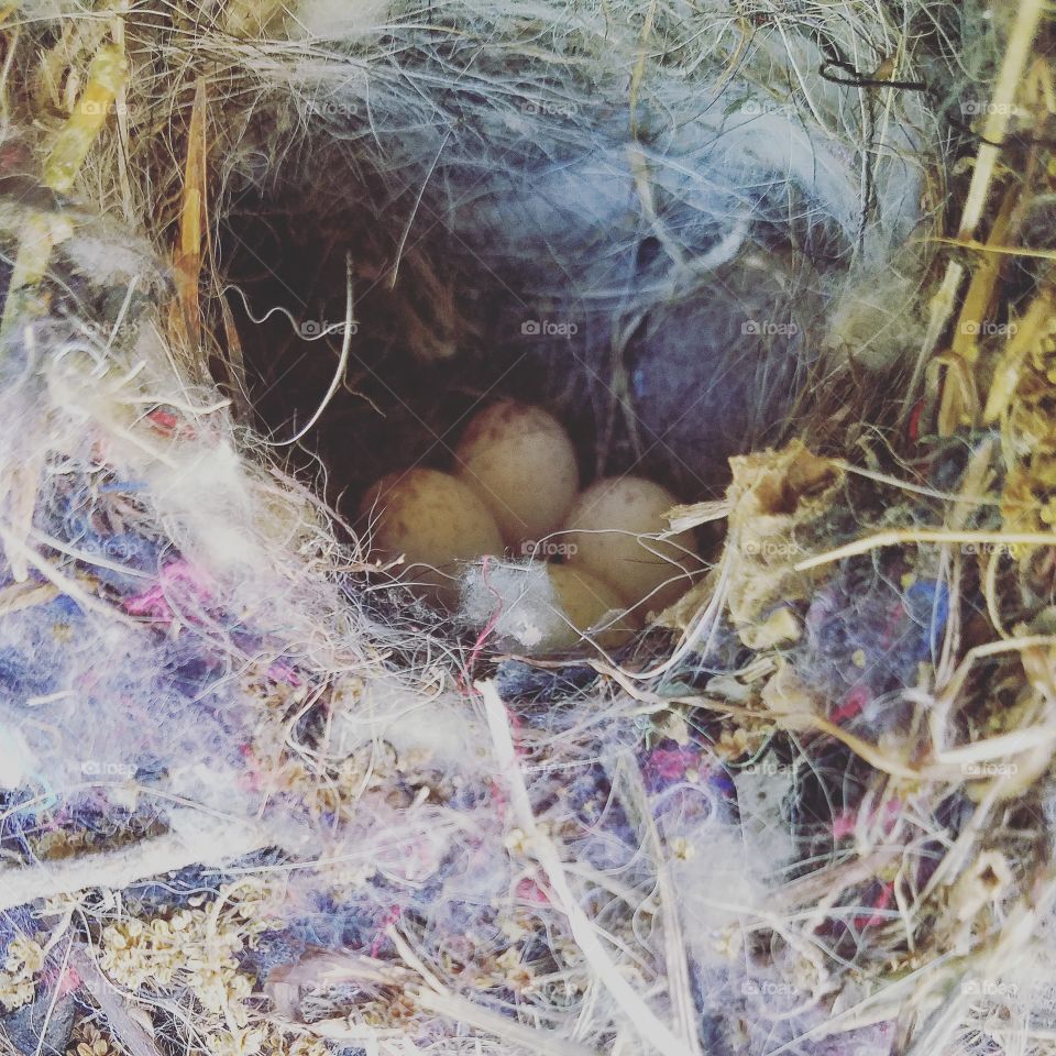 Baby Bird Eggs