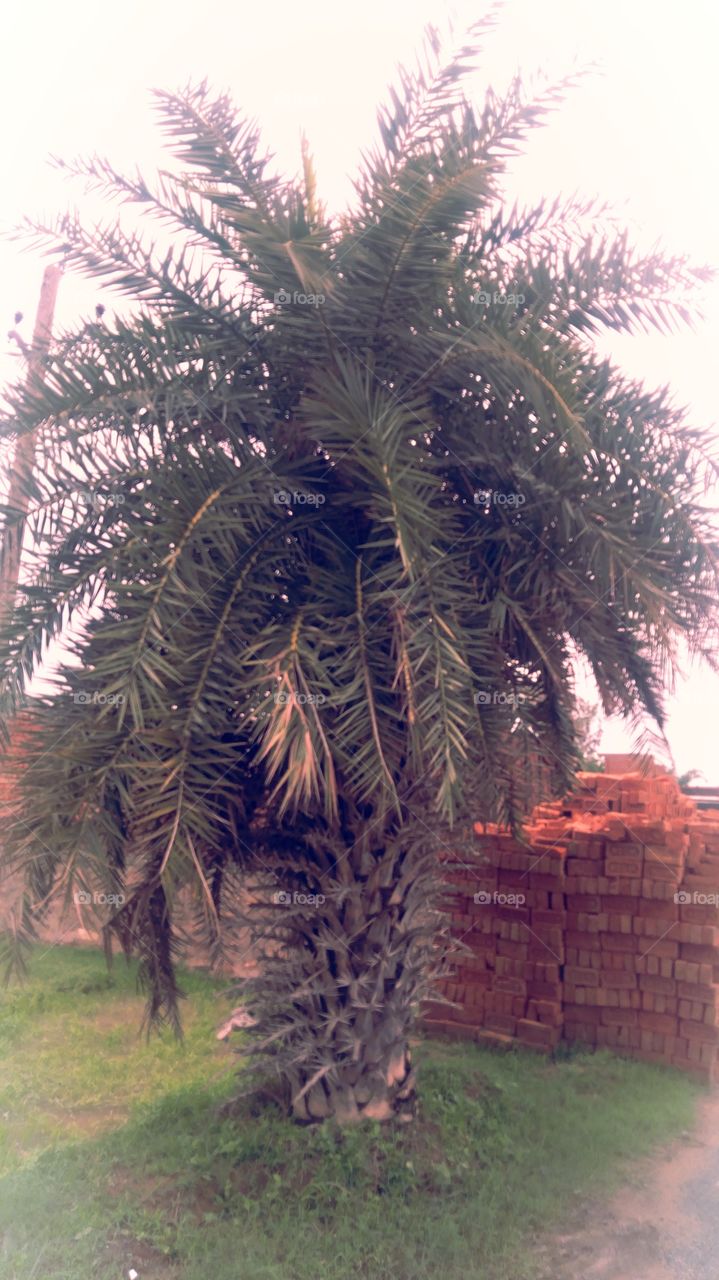 Nice Look Date Palm