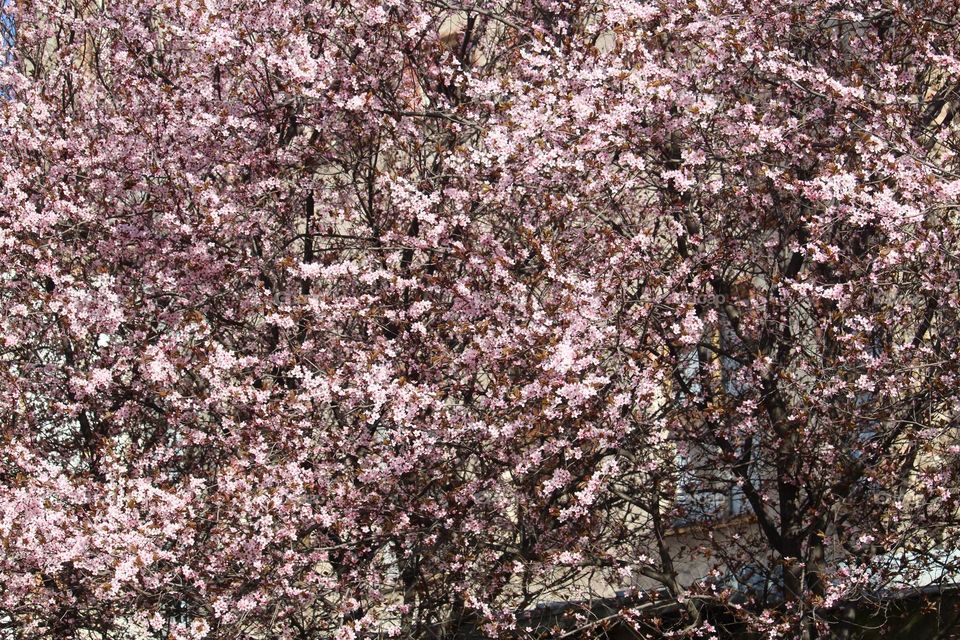 Pink spring flowers