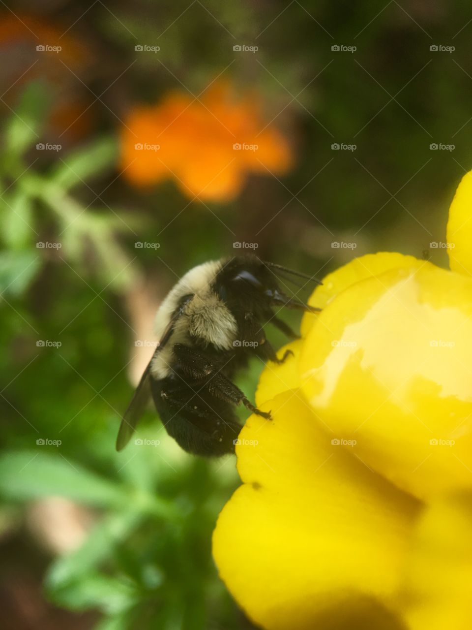 Bee sucking up honey