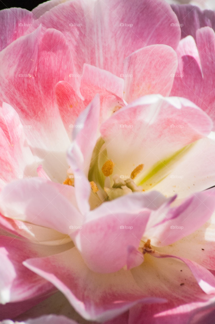 pink flower beautiful peony by bushler14