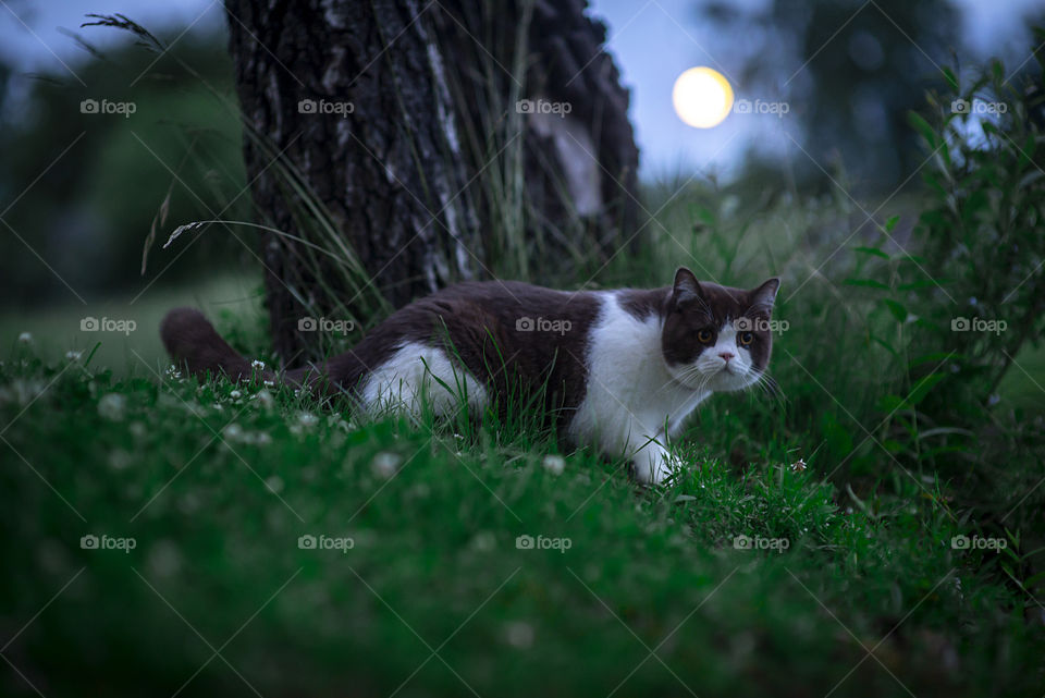 Cat and Moon